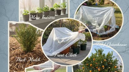 Winter plant care tips