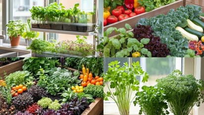 easy to grow vegetables for kitchen garden