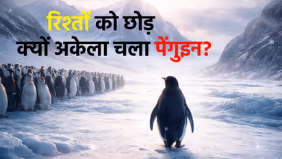 penguin viral video instagram