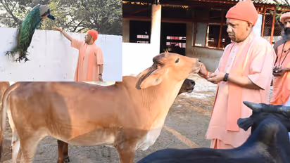 Yogi Adityanath Gorakhnath Temple Visit