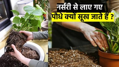 nursery plant care tips