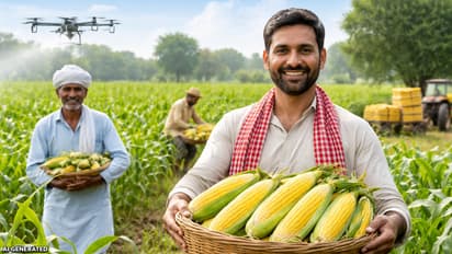 up sweet corn farming yogi government