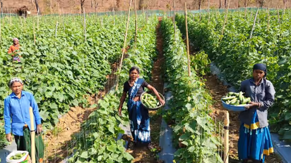 Chhattisgarh Bihan Yojana