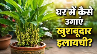 Cardamom Plant