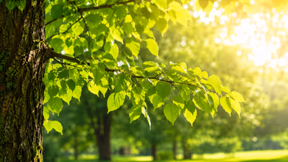 Why Trees Produce Oxygen