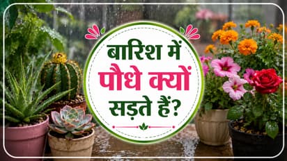 rainy season plant care