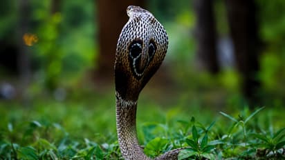 Snake Village India