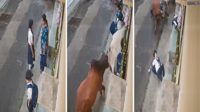 Madhya Pradesh bull menace viral video shows 2 bulls run over schoolchildren woman in Mandsaur Chakravarti Vihar Colony
