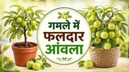 How to Grow Amla Tree in Pot