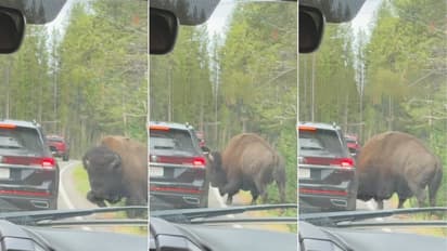 Yellowstone National Park Video Bison attacks car tyre in US after driver gets too close to herd