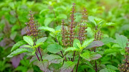 Why Tulsi Plant Dries