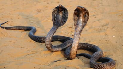 snake