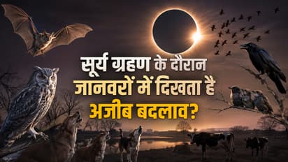 Solar Eclipse Animal Behavior
