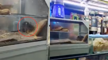 Surat Railway Station Rat Video Rat Seen Eating Pastry at Food Stall Railway Seals Stall