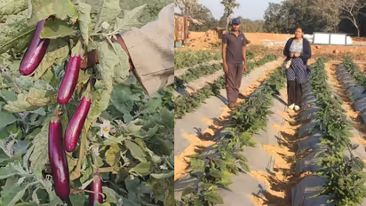 Grafted Tomato Brinjal Farming