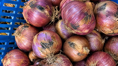 Black Mold on Onions