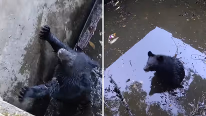 Men Follow Mysterious Cries Into Forest, Find Trapped Bear Cub And Carry Out A Risky Rescue Winning Hearts (WATCH)