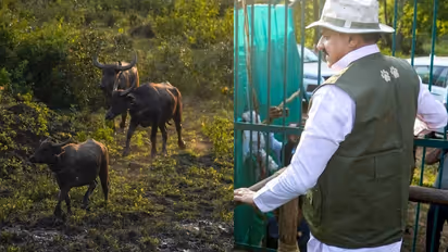 Kanha Tiger Reserve Eight Wild Buffaloes Moved to a Larger Enclosure After 100 Years