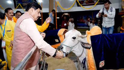 mohan yadav gau pujan gayatri dham