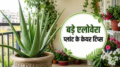 big aloe vera plant care tips