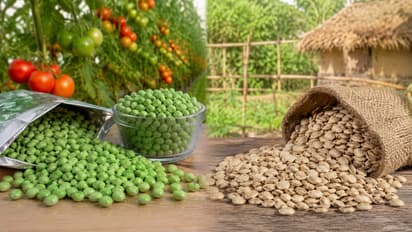 Hybrid vs Desi Seeds