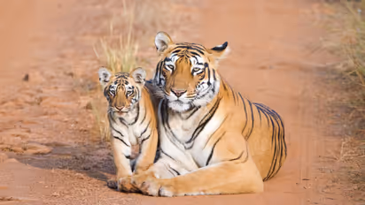 tiger