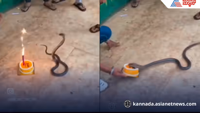 Viral snake birthday video,