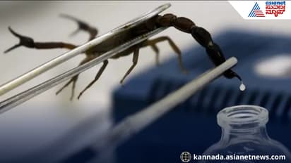 scorpion venom most expensive liquid in the world