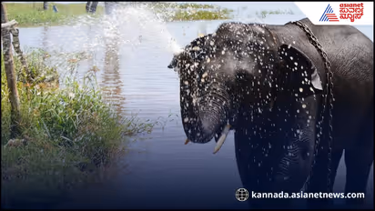 Sakrebailu elephant camp incident
