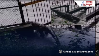 Crocodile crosses safety fence in Dandeli Kali river