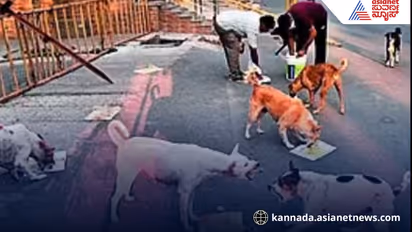 Udupi stray dog feeding rules