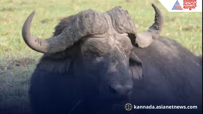 Mudigere bison poaching case 6 arrested chikkamagaluru