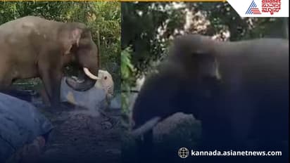 Bhima elephant tusk broken