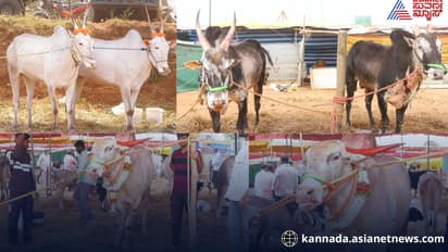 Expensive Hallikar bulls price in Kushalnagar cattle fair kodagu
