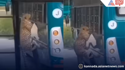 Leopard attack on safari bus at bannerughatta national park bengaluru woman injuring