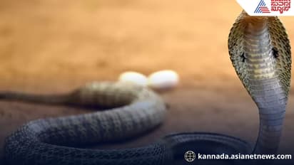 481 people bitten by snakes in Gadag district in 2 years
