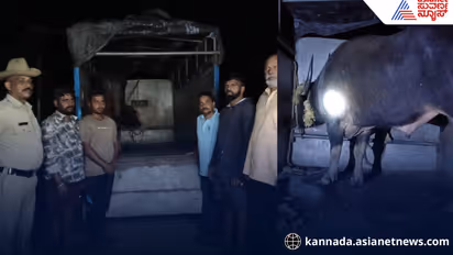 illegal buffalo transport Karwar