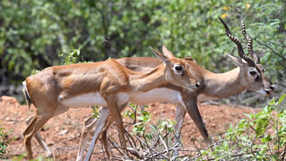 Kittur Rani Channamma zoo incident