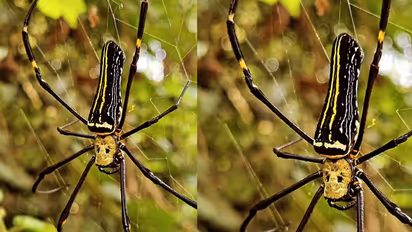 Nephila giant spider discovered 