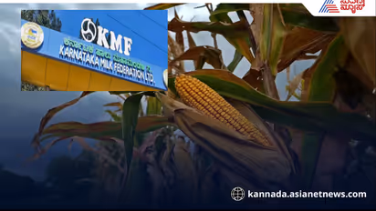 KMF to procure maize at rs 2400 per ton from December 1
