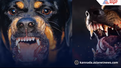 Deadly Rottweiler Attack Kills Woman in Davanagere Three Children Orphaned