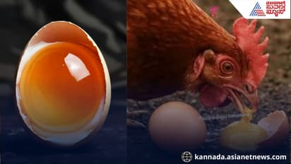 Egg respiration: How chicks get O2 & nutrition inside shell