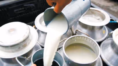 RSS Enters Dairy Market Starts Selling Desi Cow Milk at Rs 85 Per Litre