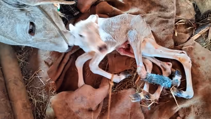 Cow gives birth to 6 legged calf in Shivamogga