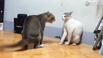 Neighbors fight over cats Case against 20 people Incident in Thirthahalli shivamogga