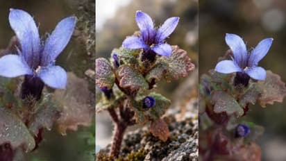 Rare Cyananthus Hookeri Flower Rediscovered in India After 158 Years
