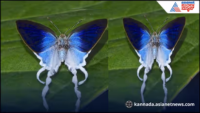 Viral Butterfly