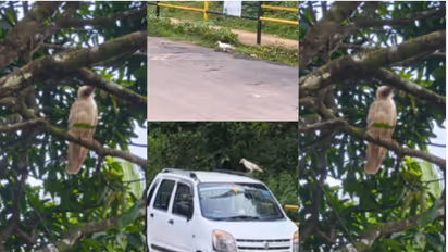 Lucky Sign or Nature Rarity White Crow Spotted in Uttara Kannada Yellapur