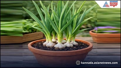 Garlic plant