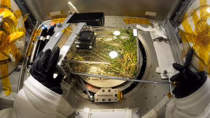china harvests first rice crop grown in space paves way for farming beyond earth